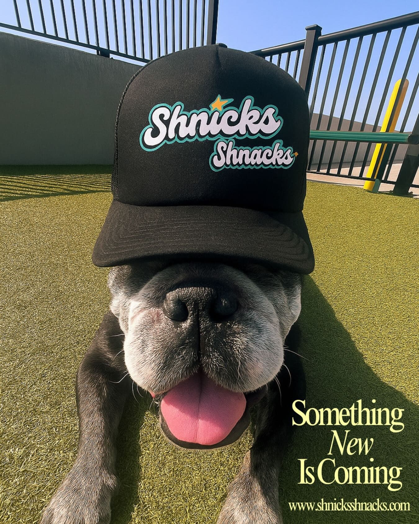 French Bulldog wearing Shnicks Shnacks black cap in sunny outdoor setting